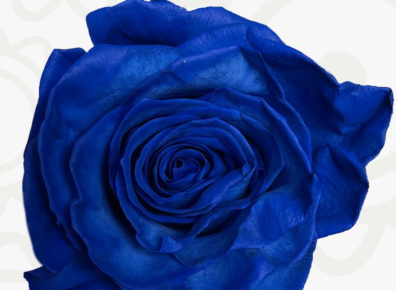 Roses Tinted Blue Night